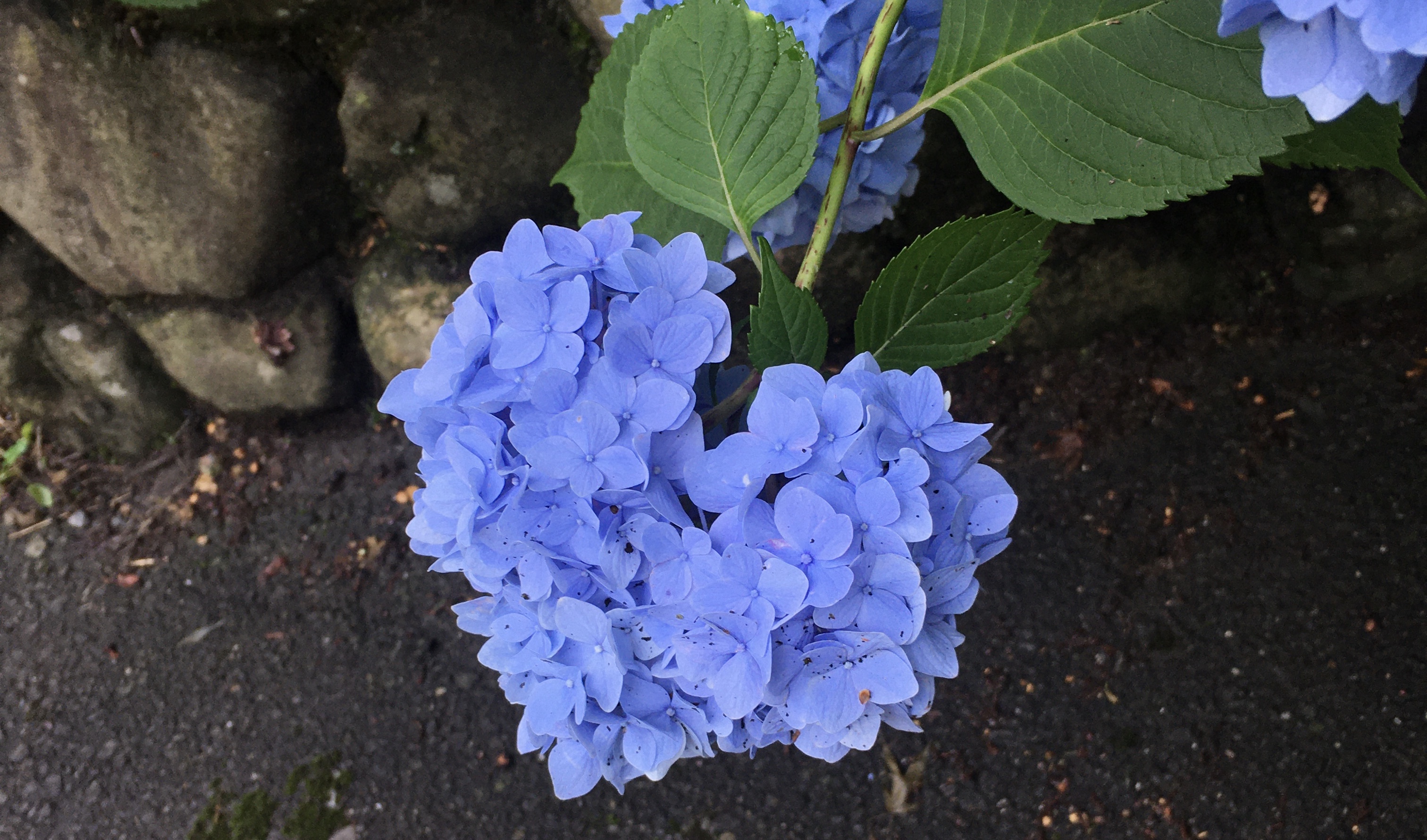 紫陽花巡り、ハート紫陽花を探せの珍道中 1